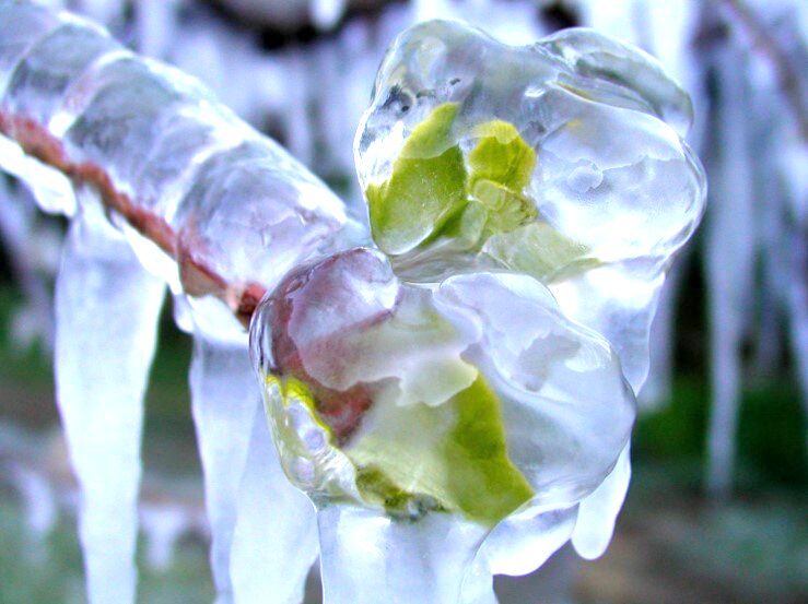 Pour protéger les bourgeons du gel, on peut aussi les asperger d'eau et la laisser geler