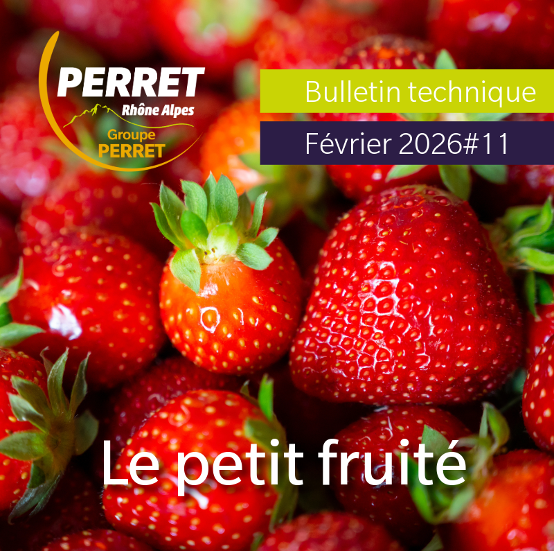Le Petit fruité février 2026 visuel fraise