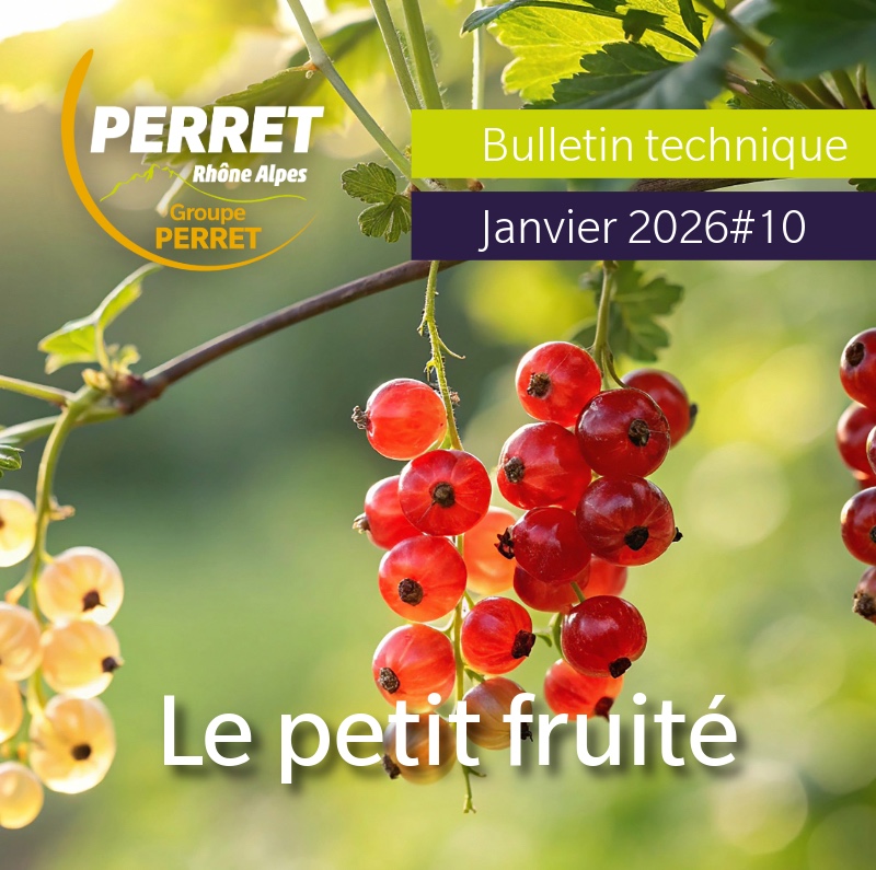 Petit fruité janvier 2026 groseille
