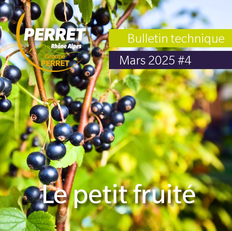 Le petit fruité mars 2025