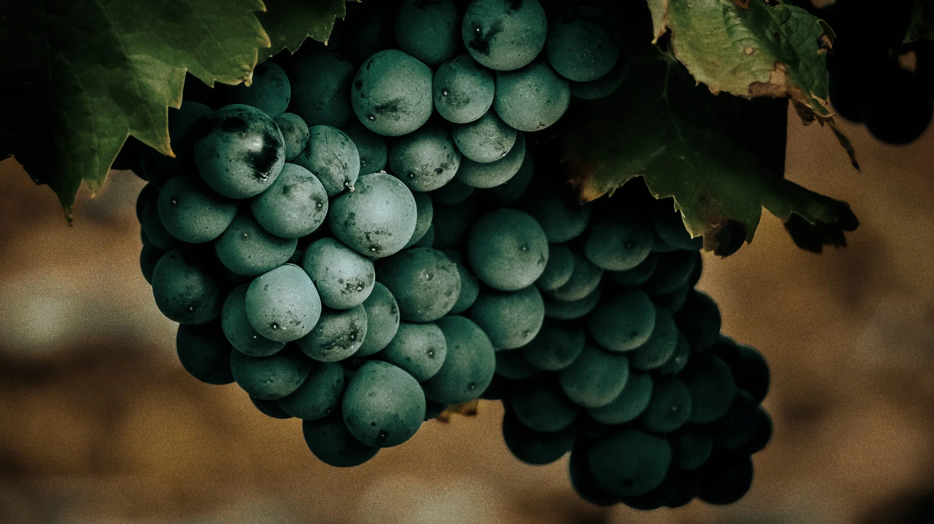 Grappe de raisin rouge prête à être vendangée